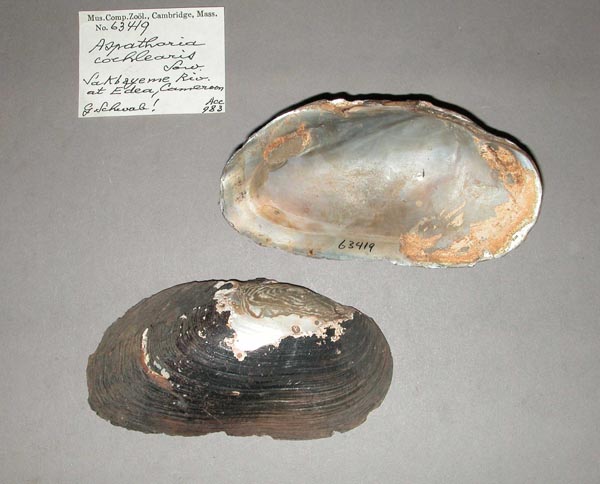 specimen