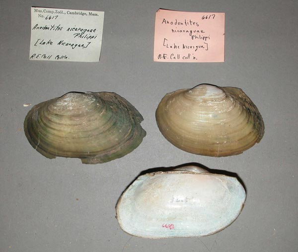 specimen