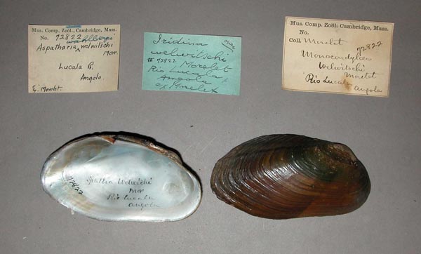specimen