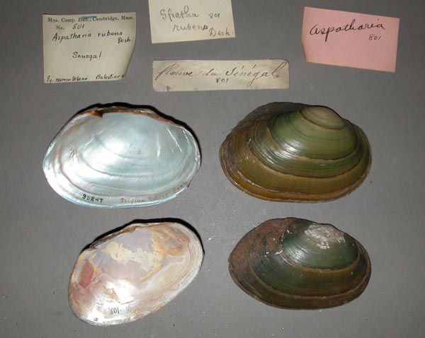 specimen
