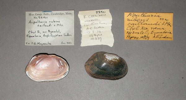 specimen