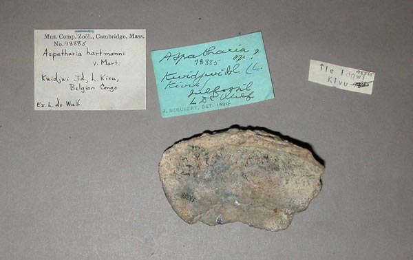specimen