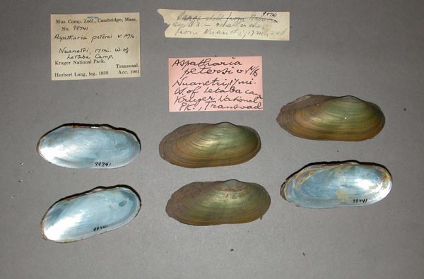 specimen