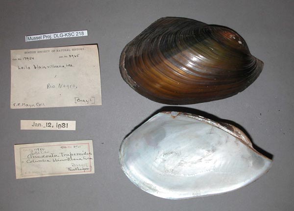 specimen