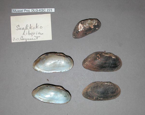 specimen