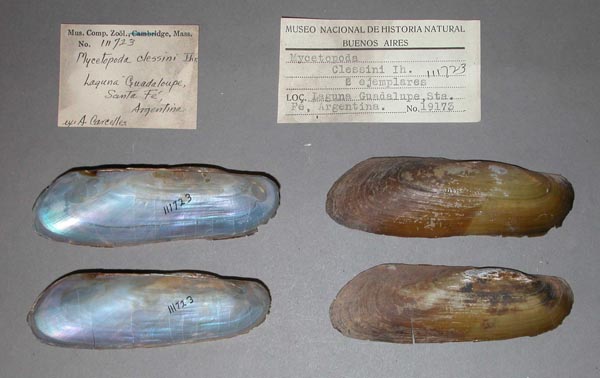 specimen