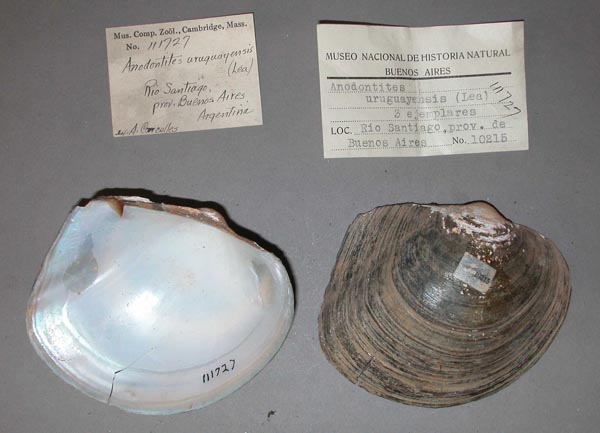 specimen