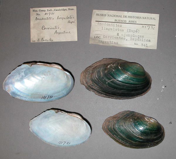 specimen