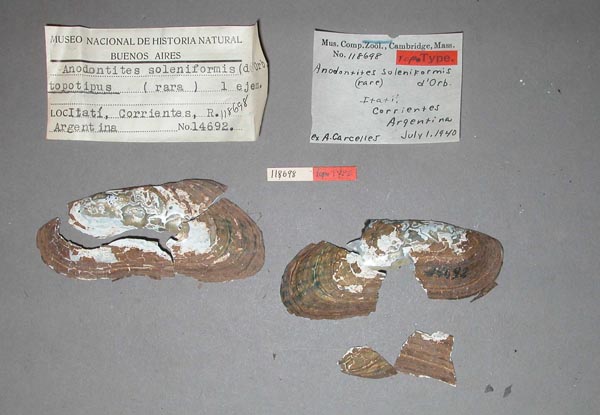 specimen