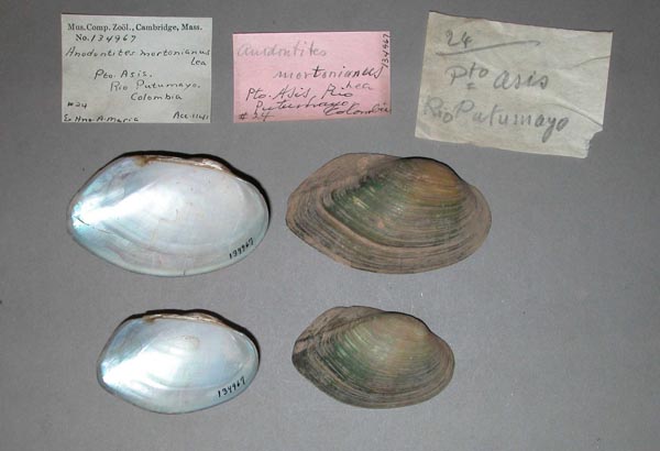 specimen