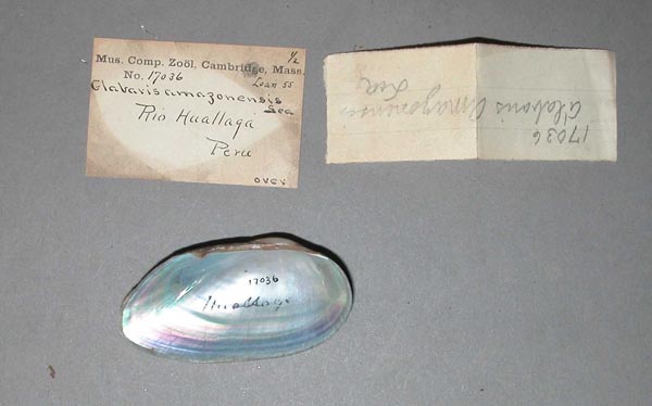 specimen