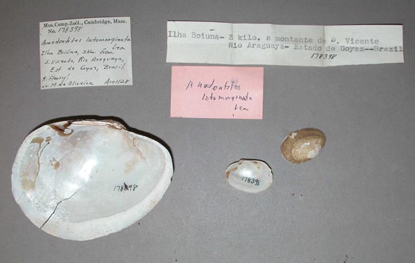 image of lot MCZ_178398 image of lot MCZ_178398