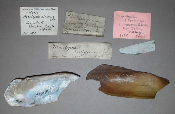 specimen