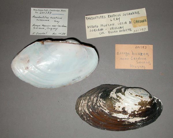 specimen