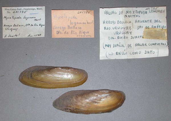 specimen