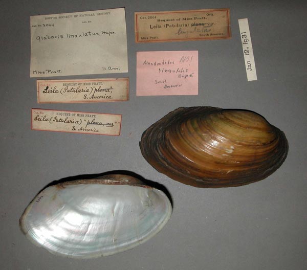specimen