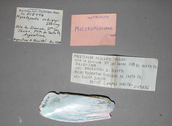 specimen