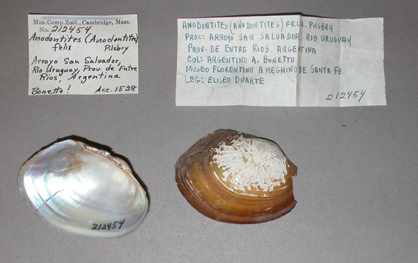 specimen