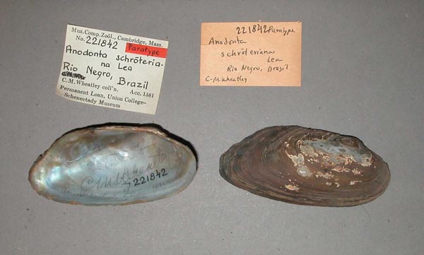 specimen