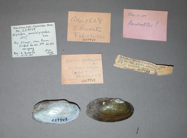 specimen