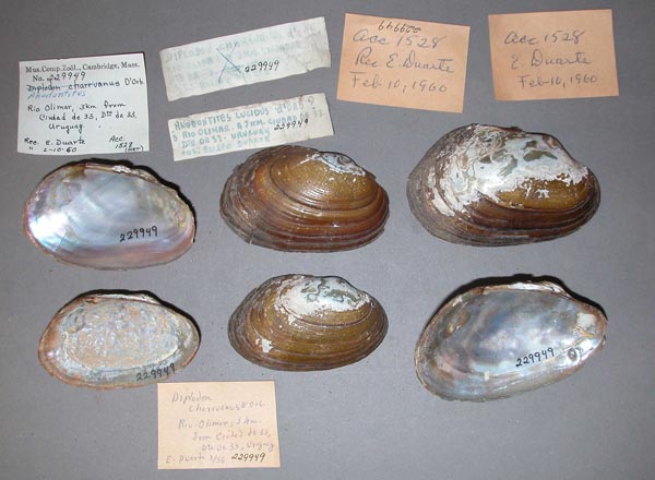 specimen