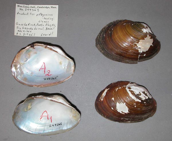 specimen