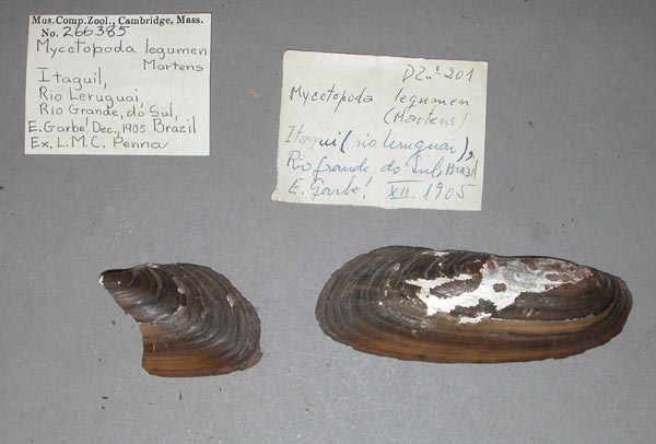 specimen