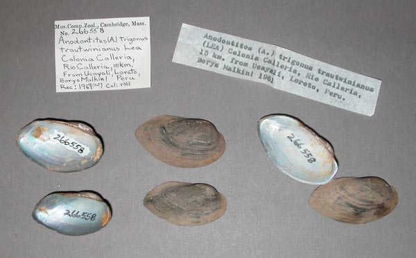 specimen