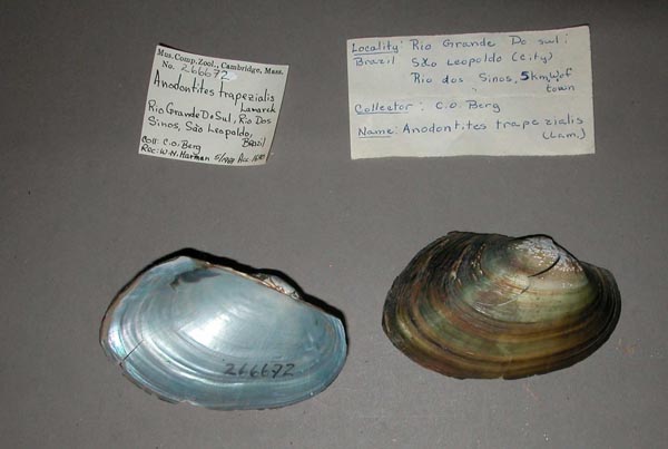 specimen