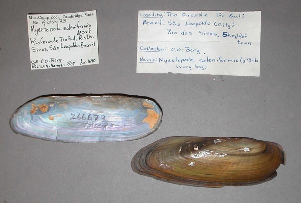 specimen