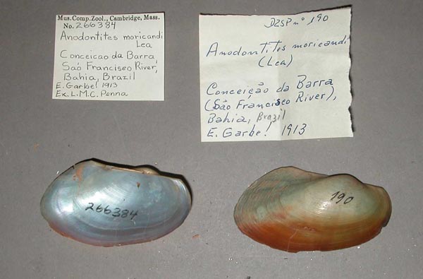 specimen