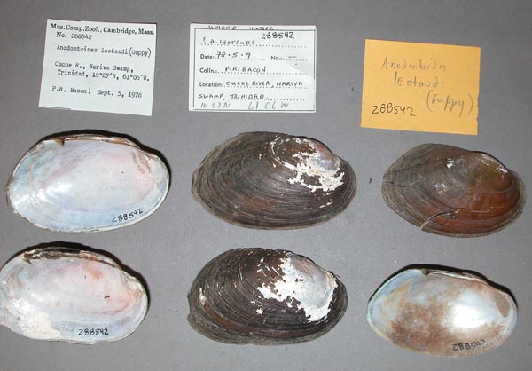 specimen