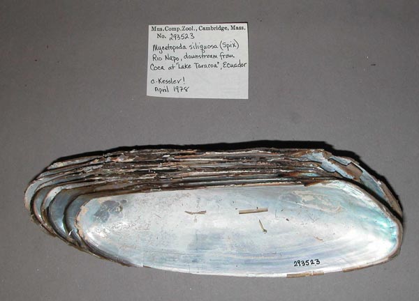 specimen
