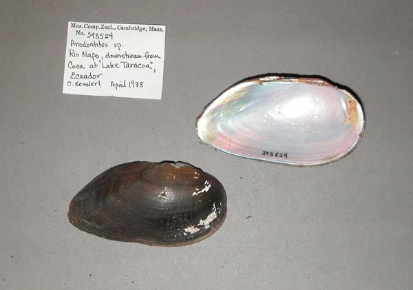 specimen