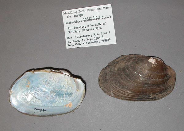 specimen