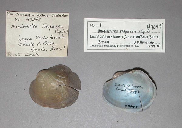 specimen