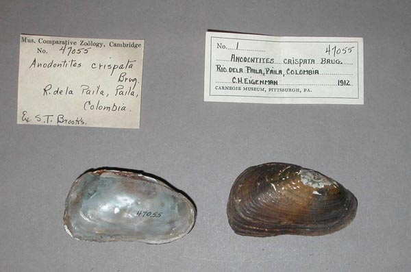 specimen