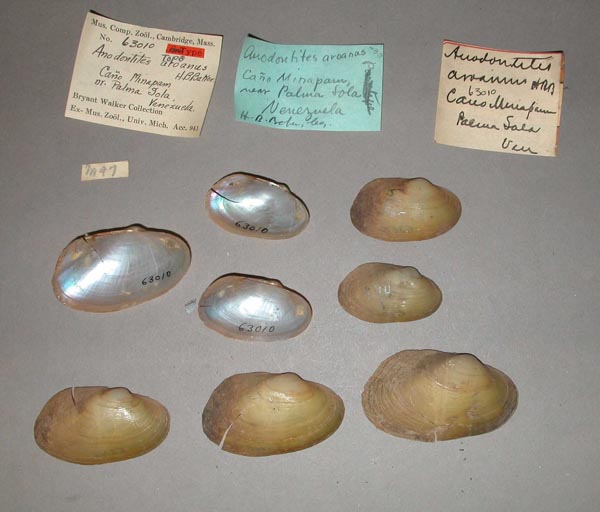specimen