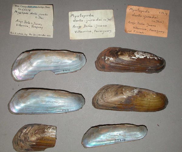 specimen