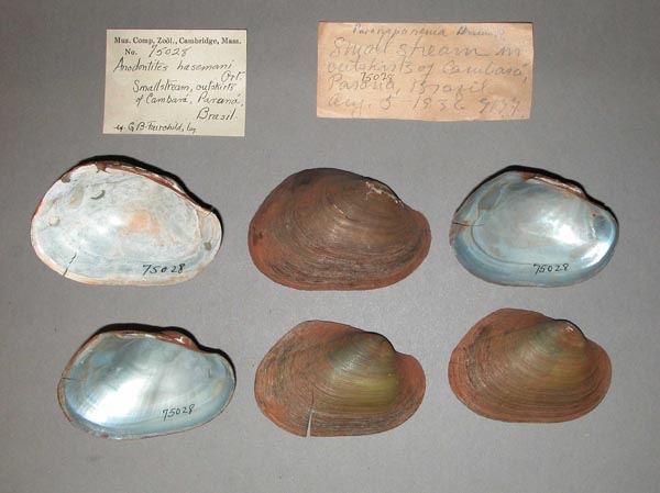 image of lot MCZ_75028 image of lot MCZ_75028