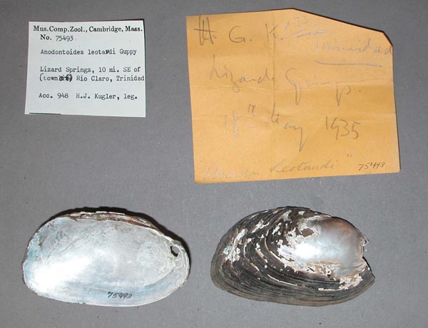 specimen