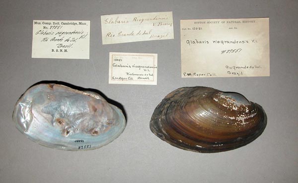 specimen
