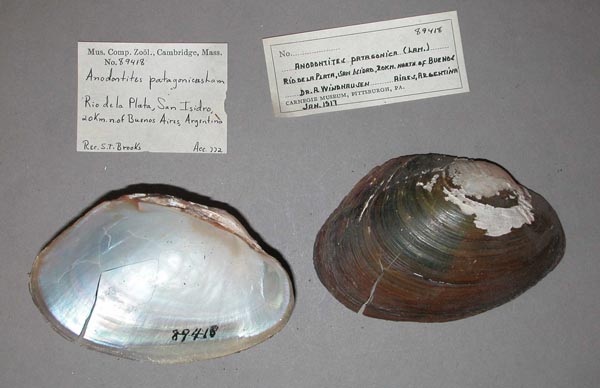 specimen