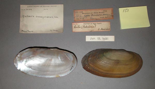 specimen