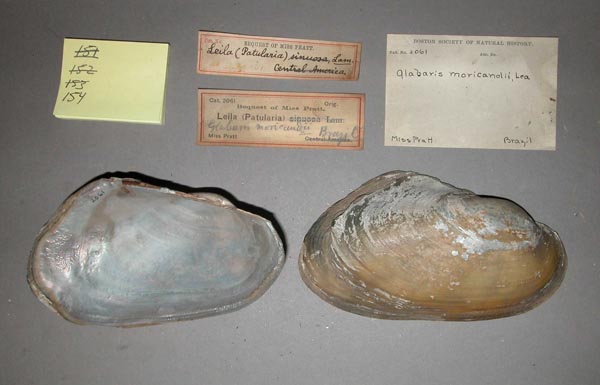 specimen