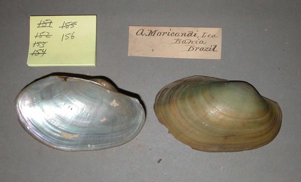 specimen