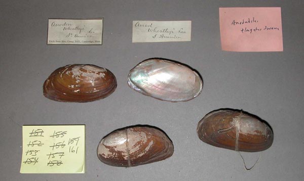 specimen
