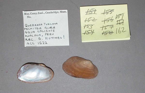 specimen