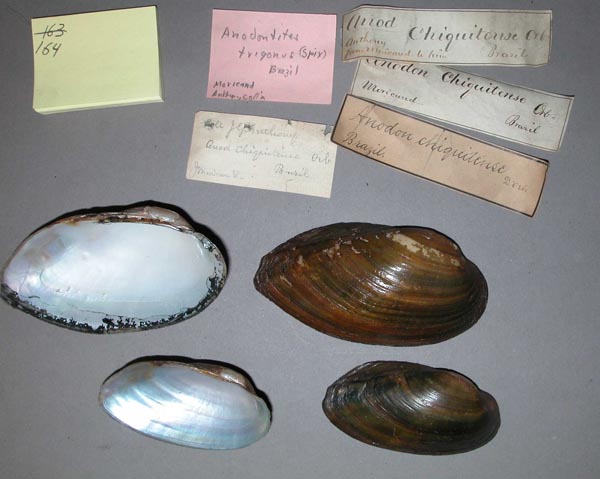 specimen