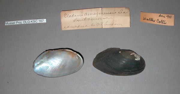 specimen